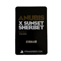 Anubis x Sunset Sherbet