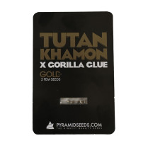 Tutankhamon x Gorila Glue