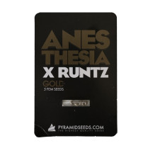 Anesthesia x Runtz