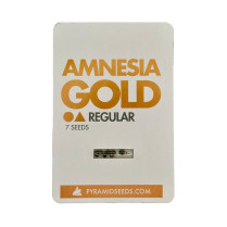 Amnesia Gold Regular