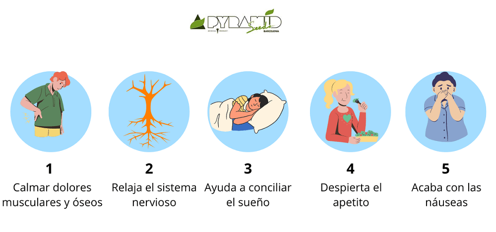Beneficios de la marihuana medicinal: 1- calma dolores musculares y óseos. 2- relaja el sistema nervioso. 3- ayuda a conciliar el sueño. 4- despierta el apetito. 5- acaba con las naúseas