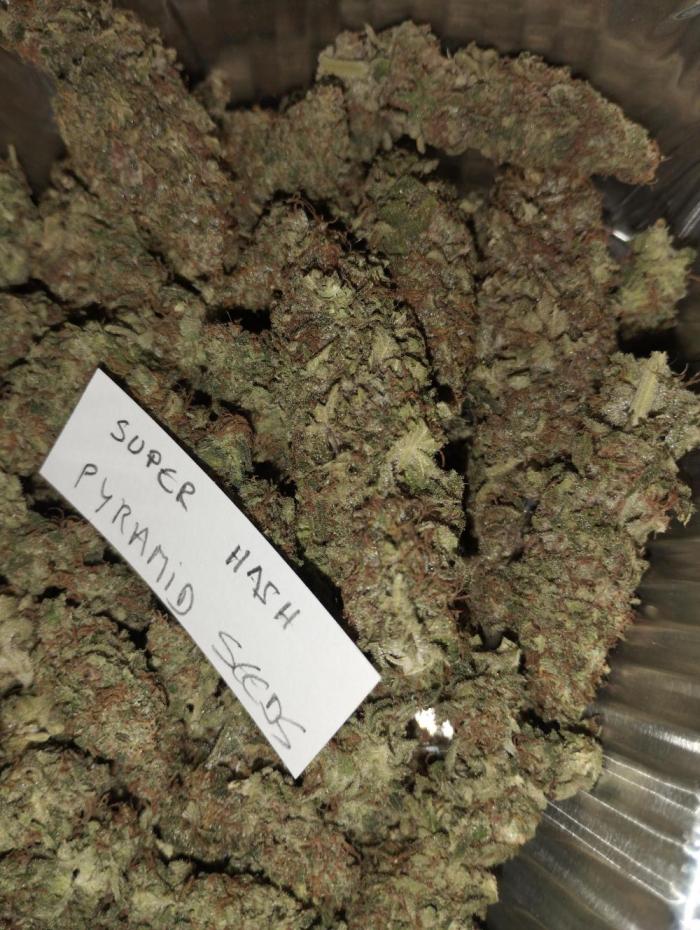 Super Hash Variedad Índica - Floración rápida y producción de resina cristalina