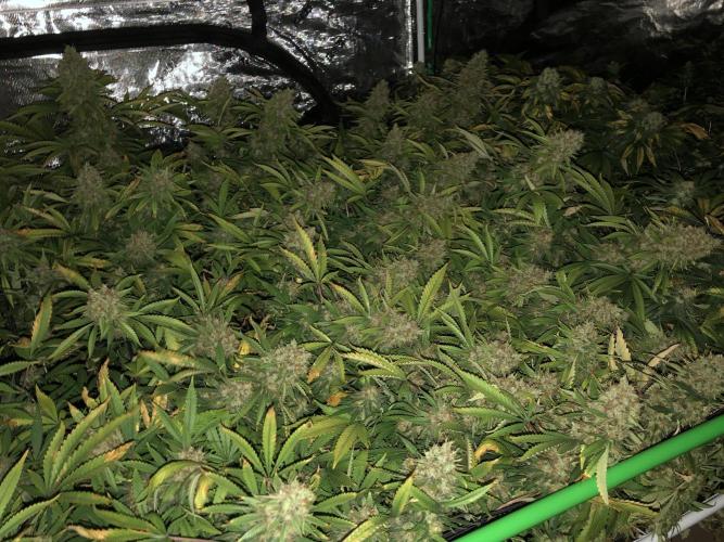 Tutankhamon varietà sativa con il più alto livello di THC