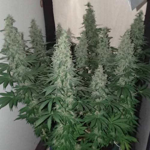 Nefertiti genetica 95 percento sativa