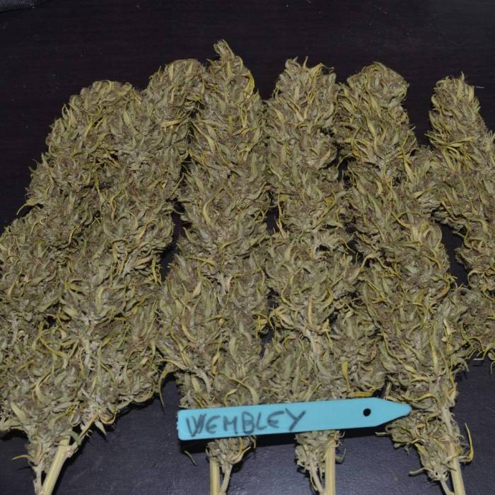 Wembley Variedad Índica - Sabor tropical y tranquilidad mental