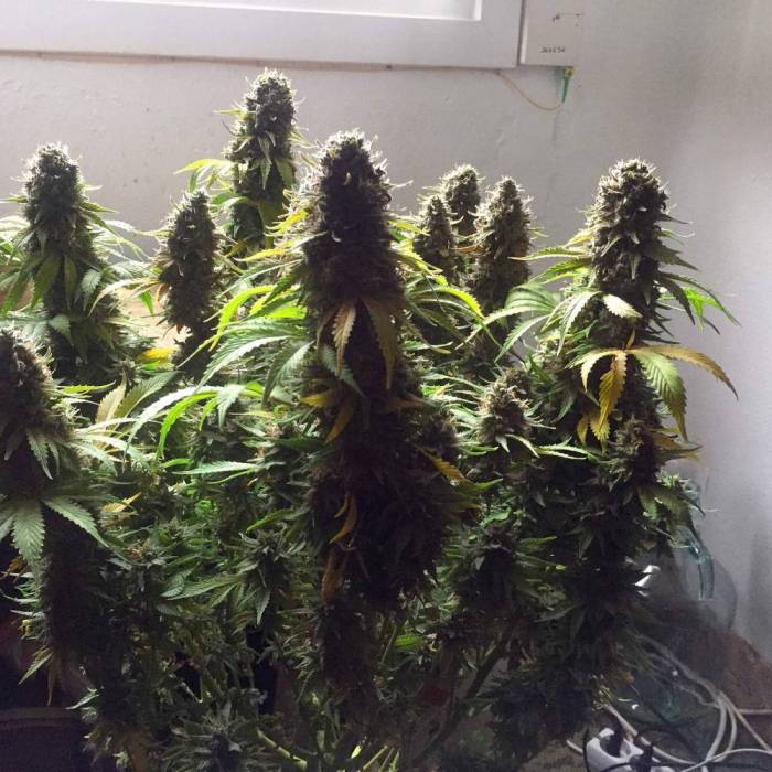 Alpujarreña Variedad Índica - Superviviente de montaña y resistente a plagas