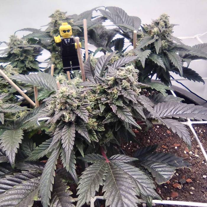 Anesthesia Pyramid Seeds Black Domina Northern Lights