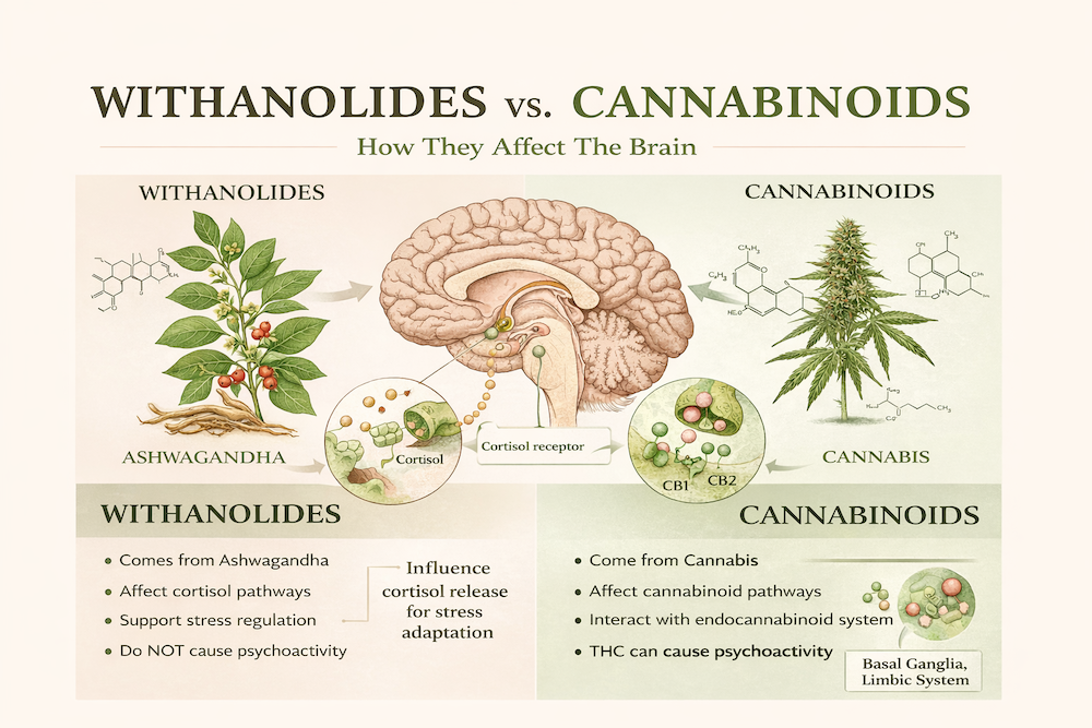 Infografía: Regulación del cortisol por Ashwagandha vs sistema endocannabinoide por Cannabis