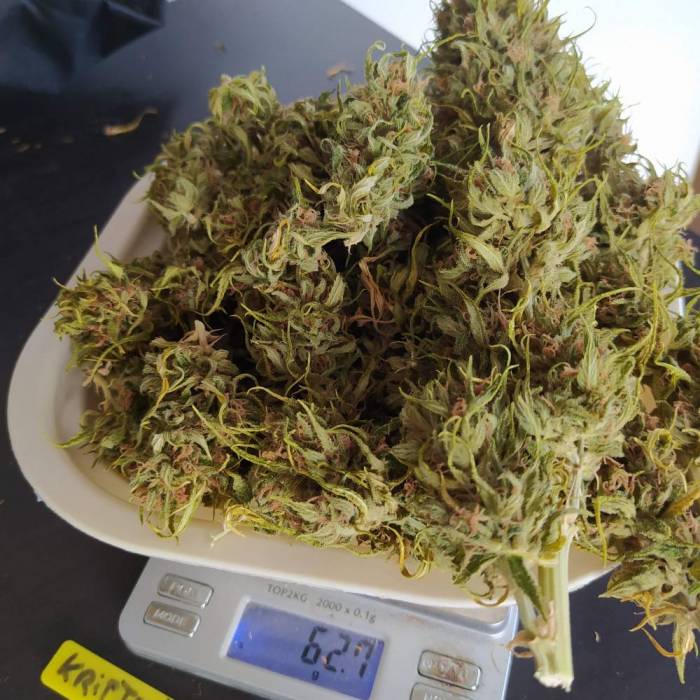Kryptonite Pyramid Seeds Yumbolt sativa resin-rich flowers