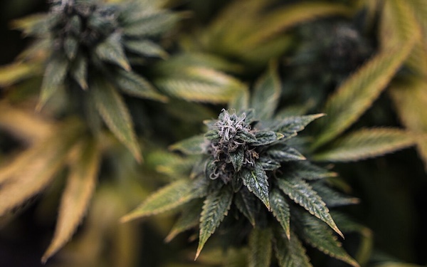 Fenotipo Índica de OG Kush con estructura compacta y abundantes tricomas