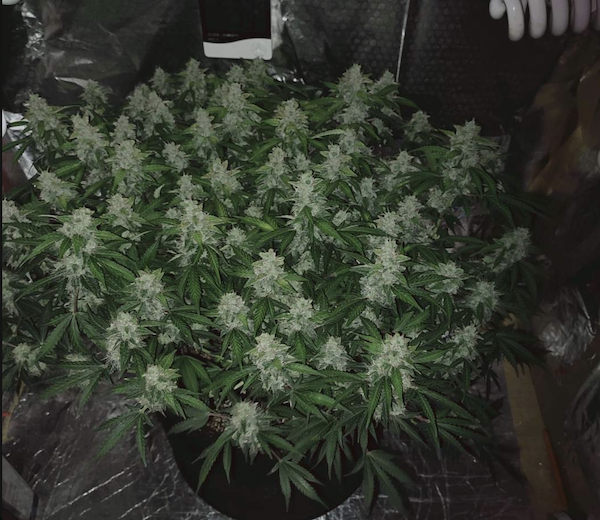 Northern Lights plants in a grow tent
