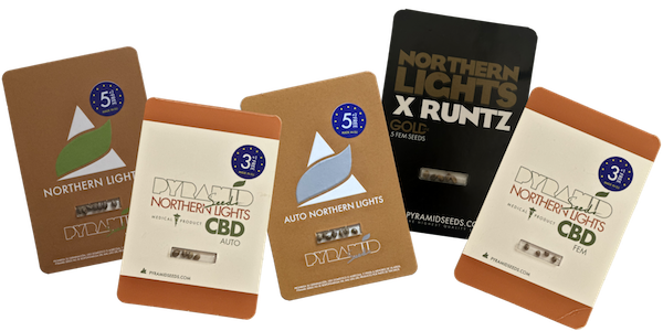 Northern Lights strains by Pyramid Seeds