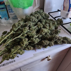 Cogollo denso de Tutankhamon Sativa de Pyramid Seeds, una de las variedades con mayor nivel de THC del mercado