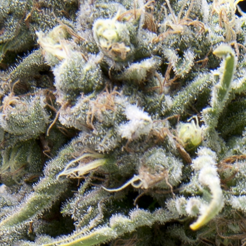 White Widow Auto — versión autofloreciente del clásico White Widow con abundante resina y tricomas blancos