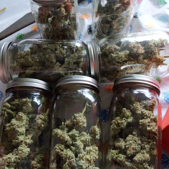 Tutankhamon Pyramid Seeds trichomes for dry sift