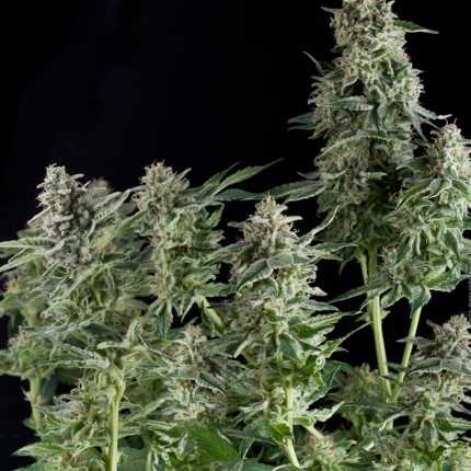 Northern Lights variedad indica legendaria