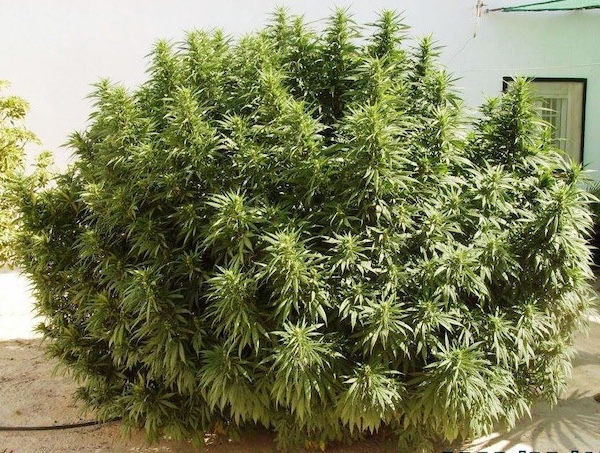 Planta de OG Kush en exterior con cogollos densos cubiertos de resina bajo luz natural