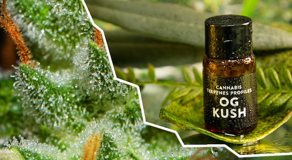 Perfil de terpenos de OG Kush — pino terroso con notas cítricas (mirceno, limoneno, cariofileno)