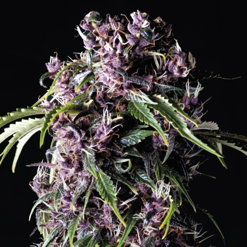 Varietà ibrida di cannabis Purple di Pyramid Seeds con tonalità viola intense e profilo terpenico fruttato