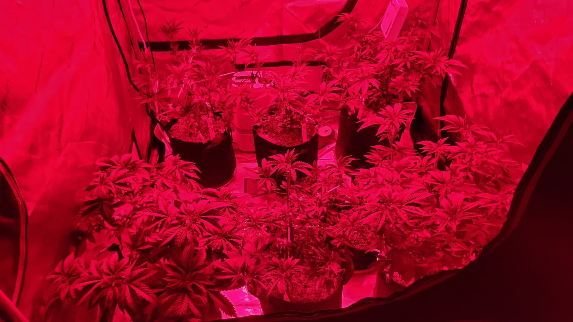 Luz far-red no cultivo da Northern Lights — aumento do THC através da iluminação