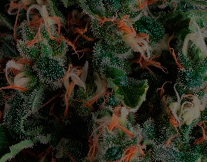 Marihuana-Pflanzen, die mit wenig oder gar keiner Pflege von selbst reifen.
