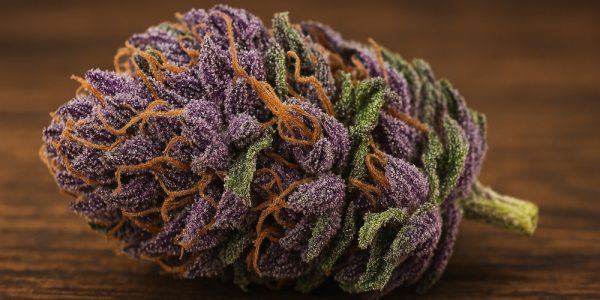 Variedades de Cannabis Morado