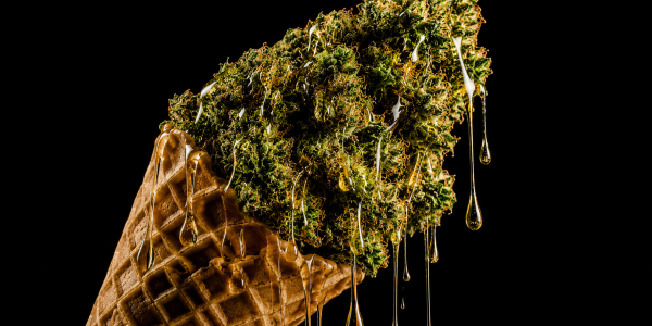 Gelato Strain: guía de efectos, niveles de THC, sabor y linaje