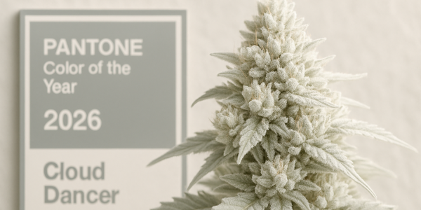 PANTONE 2026: Cloud Dancer y la genética de cannabis “White”. Por qué el blanco será el color principal del próximo año