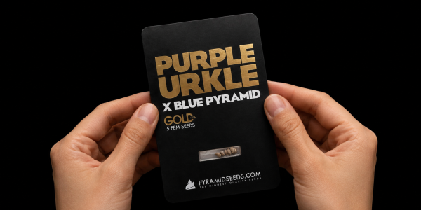Pyramid Seeds: Resumen de 2025 bajo la mirada del breeder. Entrevista sobre genética, tendencias y nuevas colecciones.