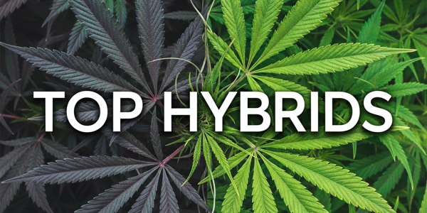 Híbridos de Cannabis: Lo mejor de la genética USA и leyendas globales