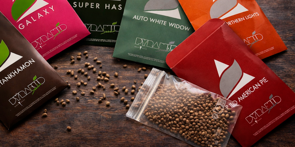 Top Bulk Seed Strains for Outdoor: Maximum Yield & Scale