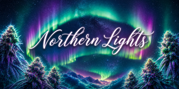 Semillas Northern Lights: Guía Completa – Efectos, THC y las 6 Variedades