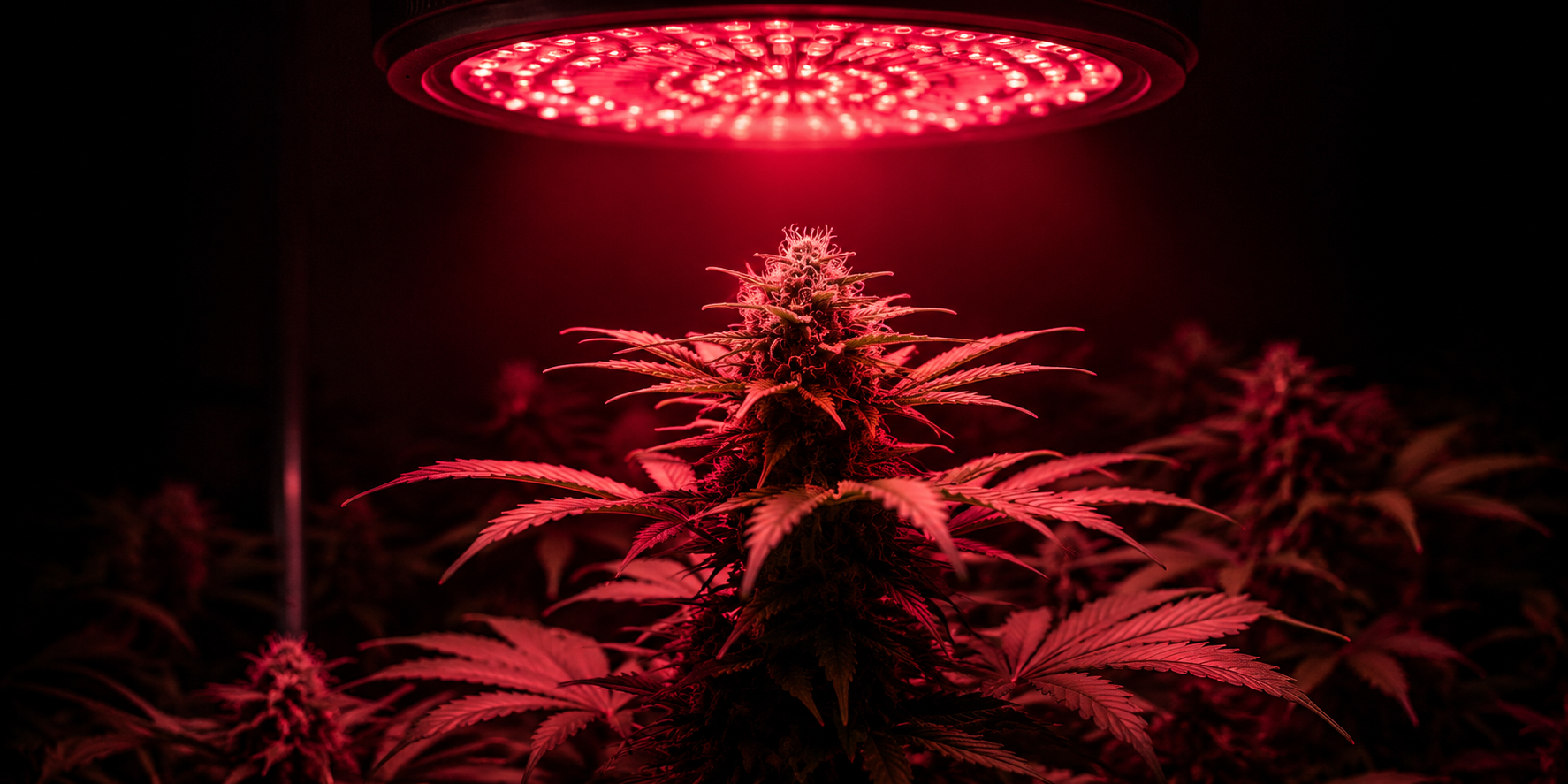 Northern Lights: teor de THC, efeitos e +70% com luz far-red