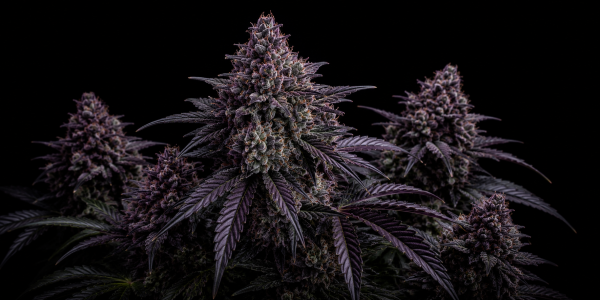 Variedades de Cannabis Morado