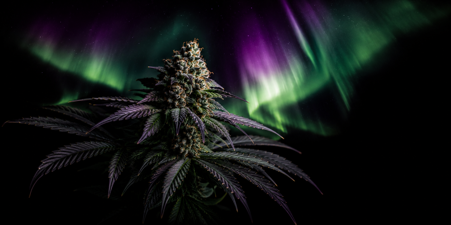 Northern Lights Seeds: Complete Strain Guide – Effects, THC Level & All 6 Variants