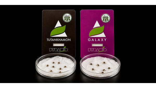 Cómo germinar semillas de marihuana