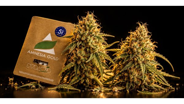 Amnesia Haze: efectos, THC y floración — y qué cambia en Amnesia Gold