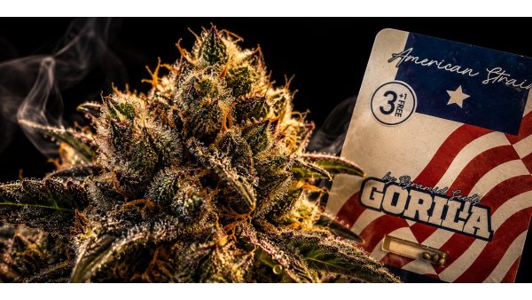 Gorilla Glue (GG4): la variedad de marihuana, sus efectos, THC y cultivo