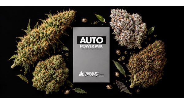 Power Mix Auto: четыре автоцвета в одном паке — от сативы АК-47 до Hash Plant